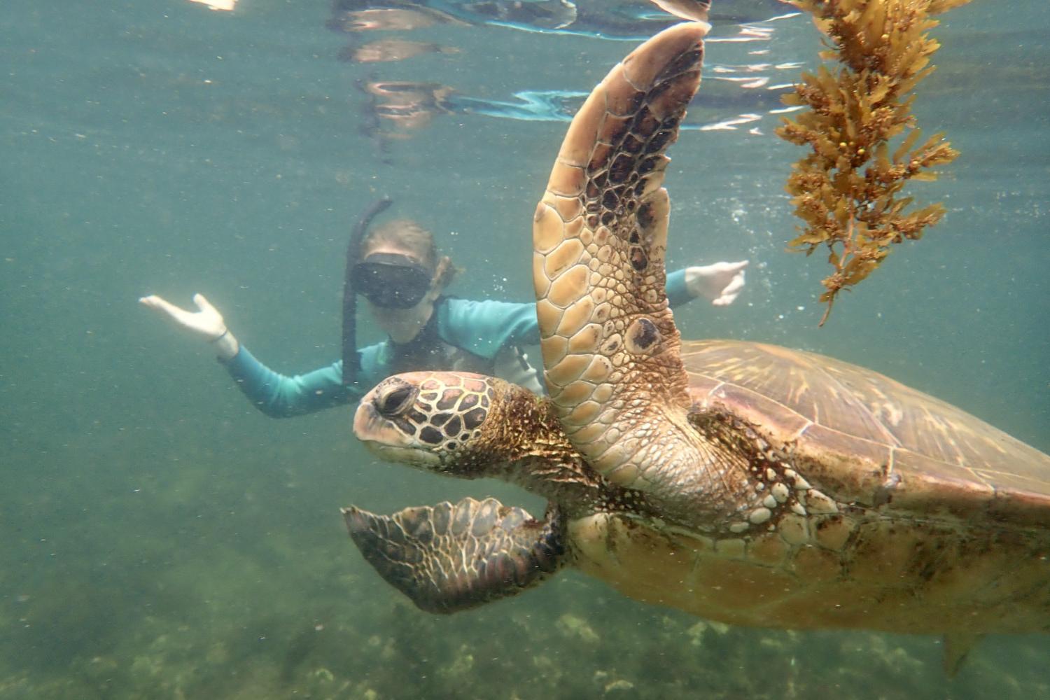 一名<a href='http://rtfy.ngskmc-eis.net'>bv伟德ios下载</a>学生在Galápagos群岛游学途中与一只巨龟游泳.